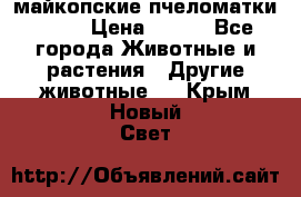  майкопские пчеломатки F-1  › Цена ­ 800 - Все города Животные и растения » Другие животные   . Крым,Новый Свет